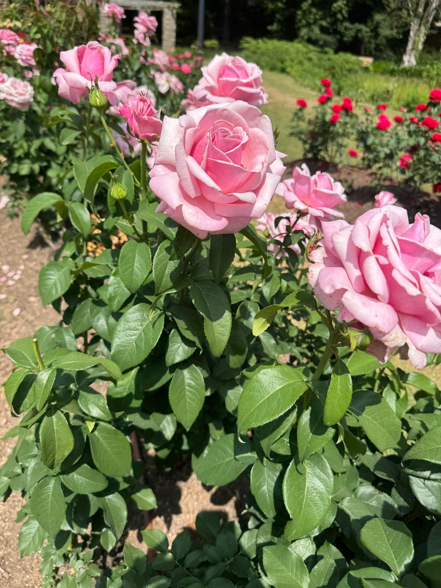 Romance in the rose garden earrings